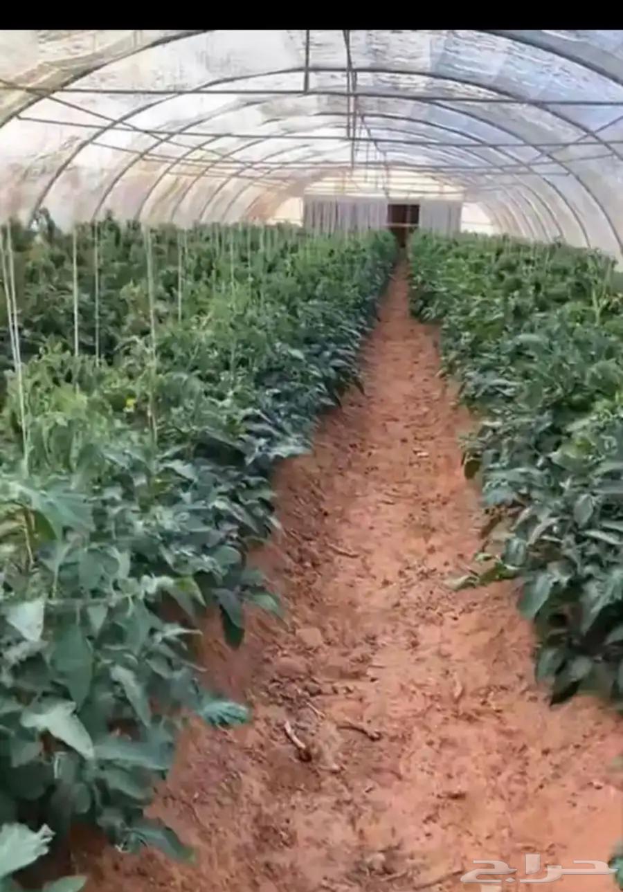 للبيع بيوت محميه مكيفة64431657447425112