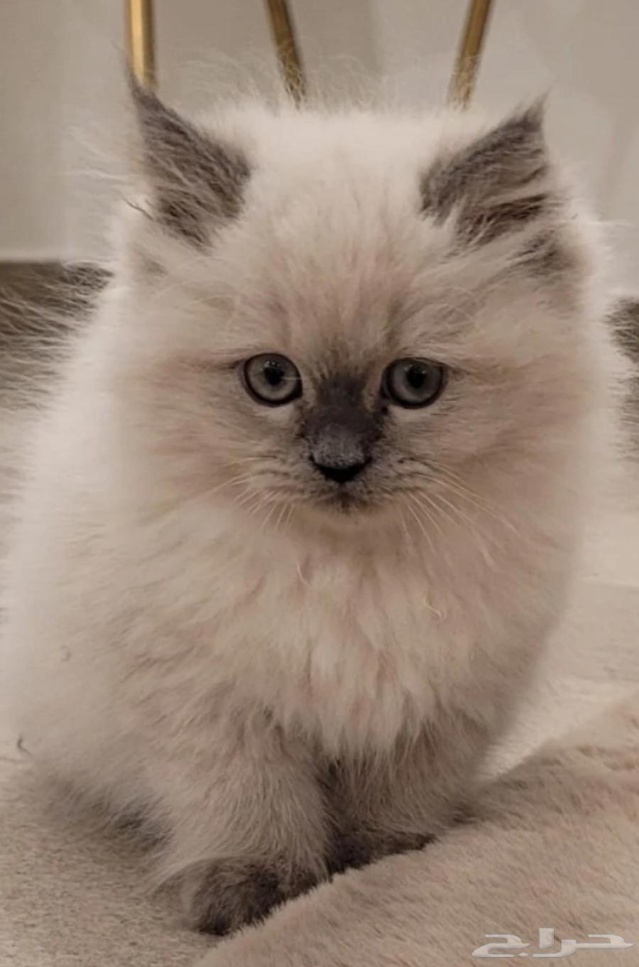 Himalaya is 4 and a half months old, male, with creamy and brown hair color64427677279107110