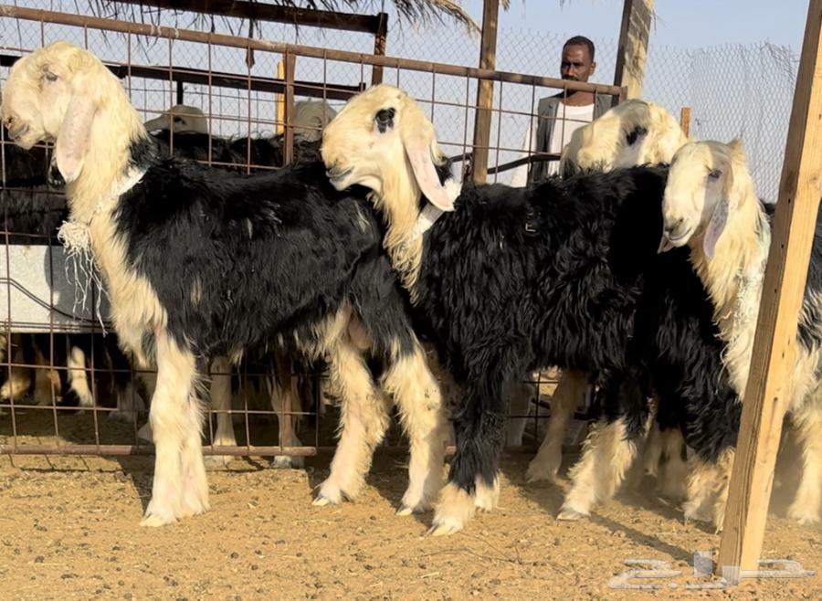 طليان نجد خصم فيها مشاريع او ربط64432523361538111