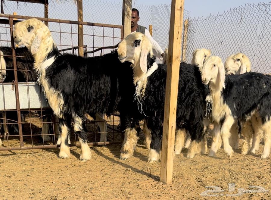 طليان نجد خصم فيها مشاريع او ربط64432523361538110