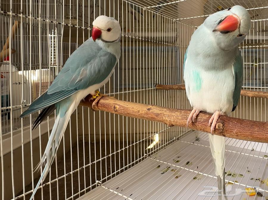 للبيع زوج دره بلو كلير تيل وايت هيد64431521408385111