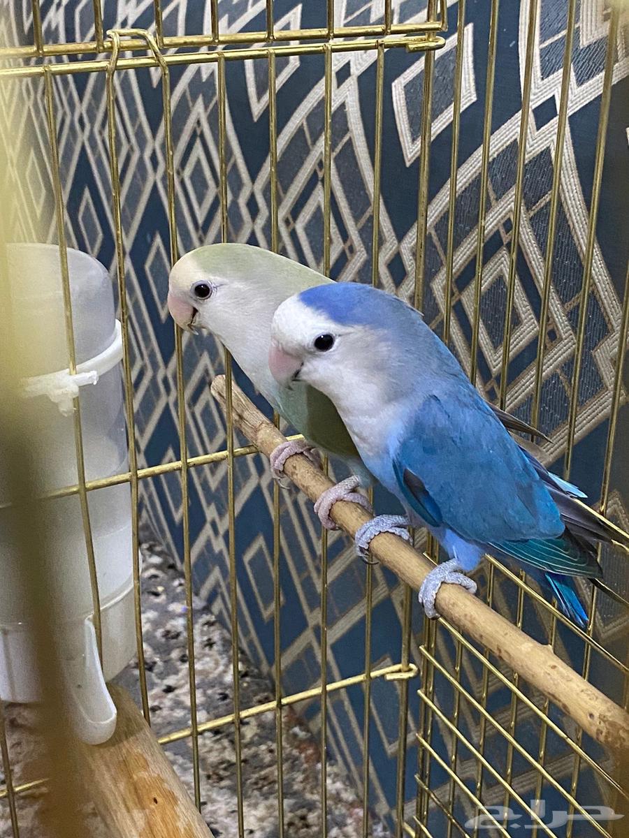 طيور روز64433310291841110