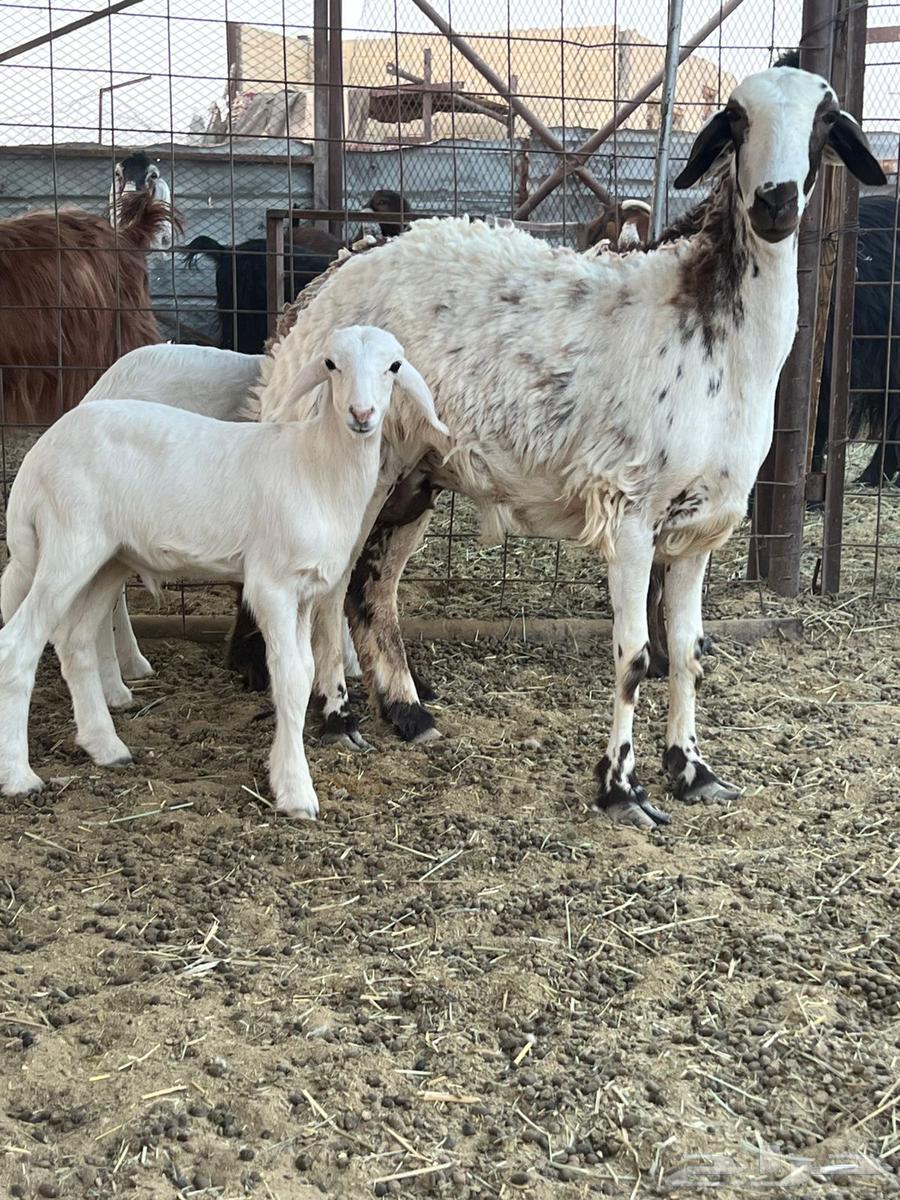 رخال متابيع كفو64428590216577111