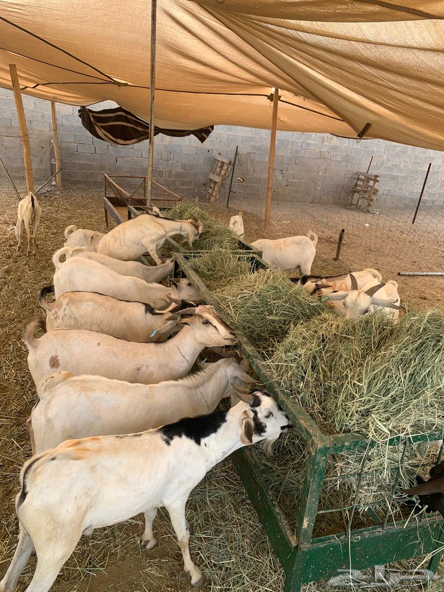 تيوس صومالي تربيه وجديد64426955322499110