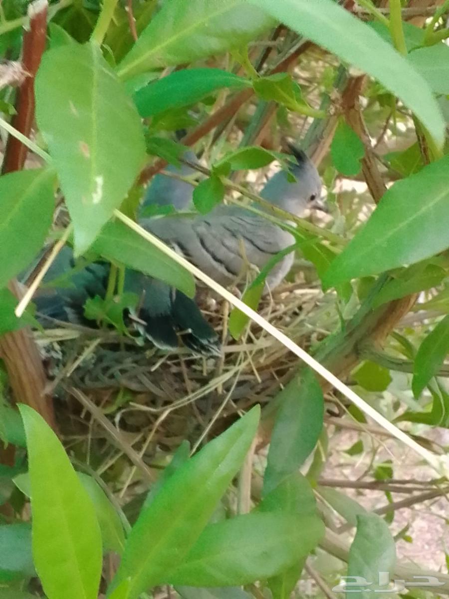طيور الخلخليت64432985721091110