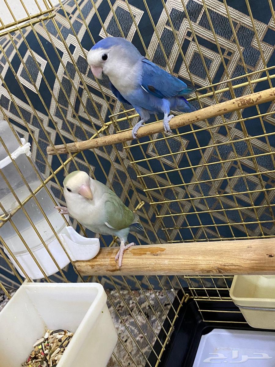 طيور روز64433310291841111