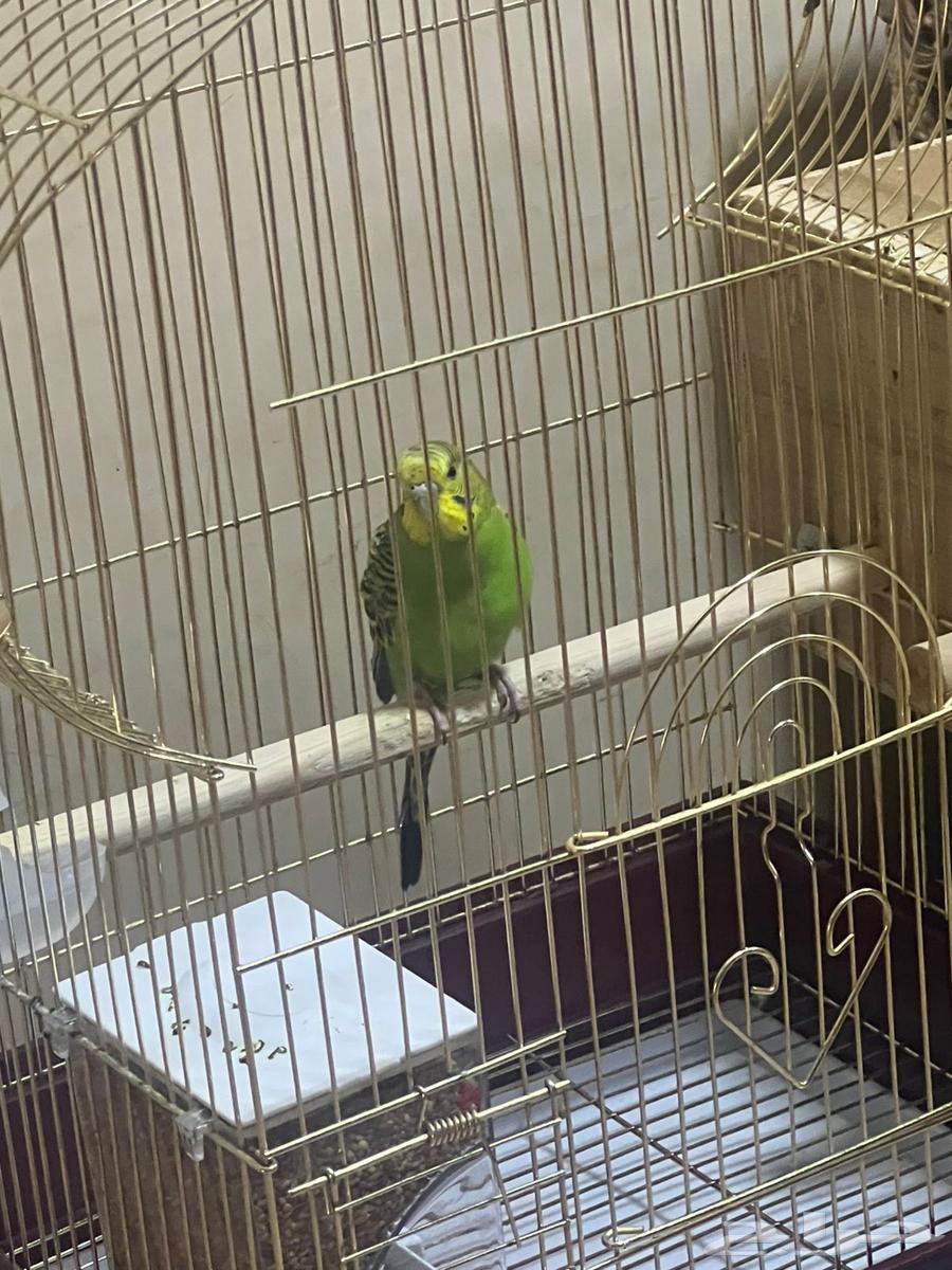 طير بادجي64429802684545110