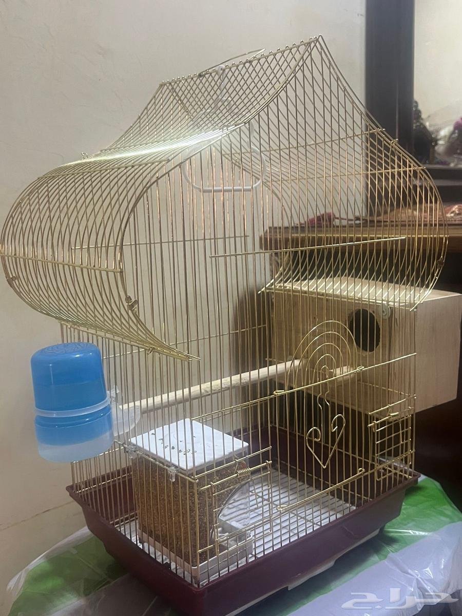 طير بادجي64429802684545112