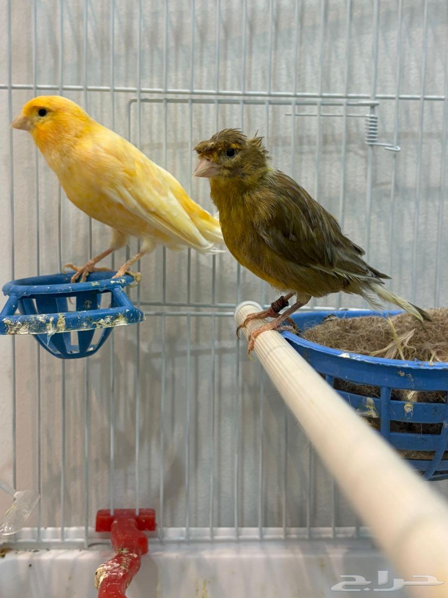 ازوج كناري انتاج تغريد64429613862787112