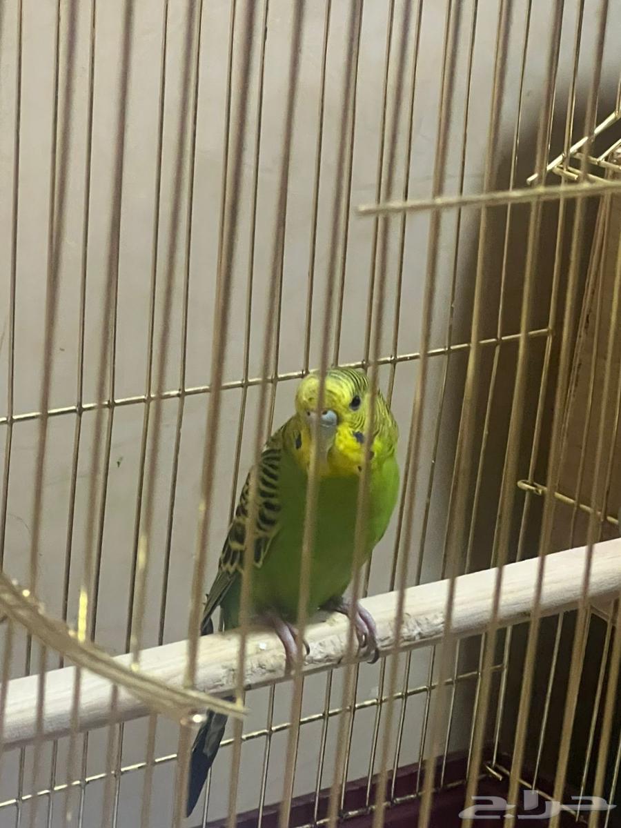 طير بادجي64429802684545111