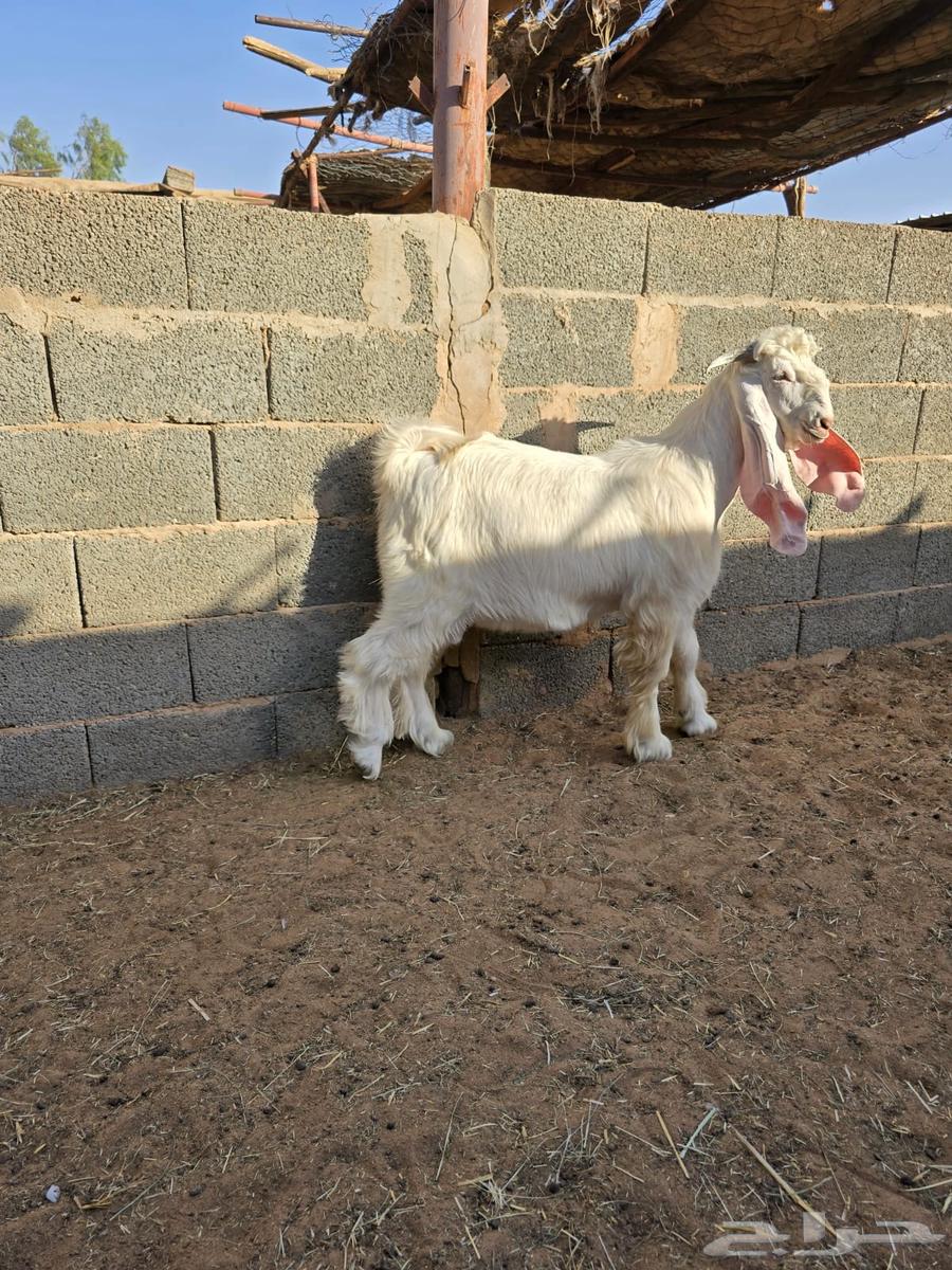 تيس عارضي اللون طيب64430462155138113