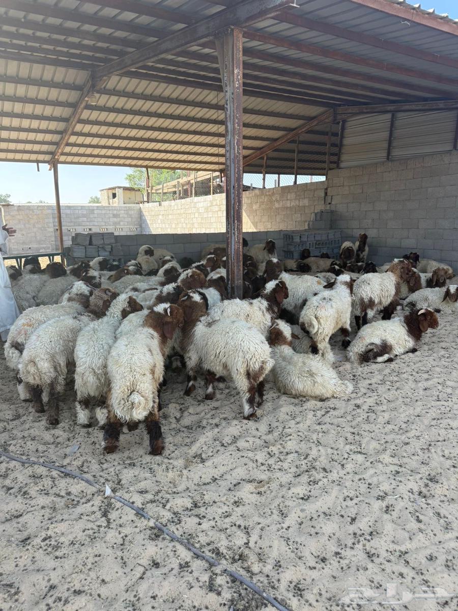 نعيمي عرض خاص فقط ليوم واحد اليوم فقط64429896676225110