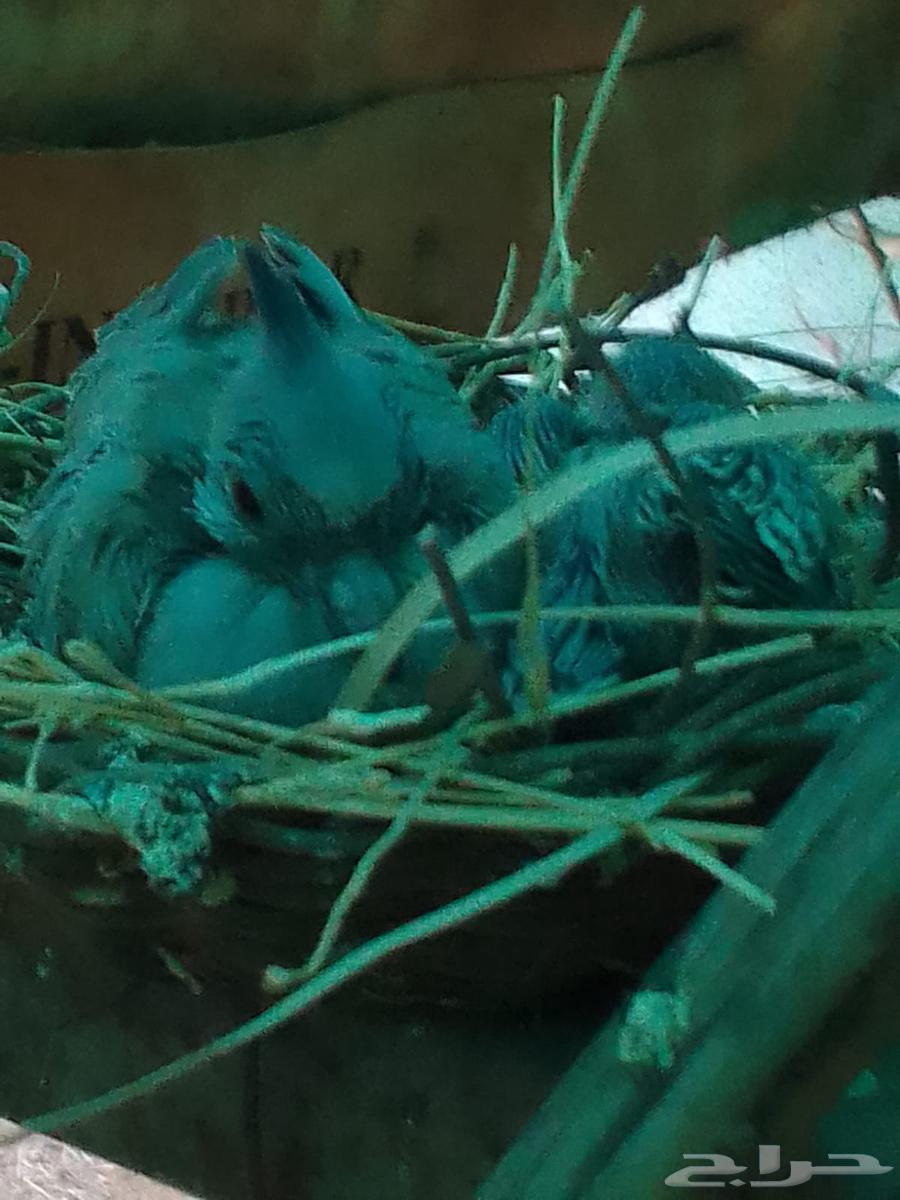 طيور الخلخليت64432985721091111