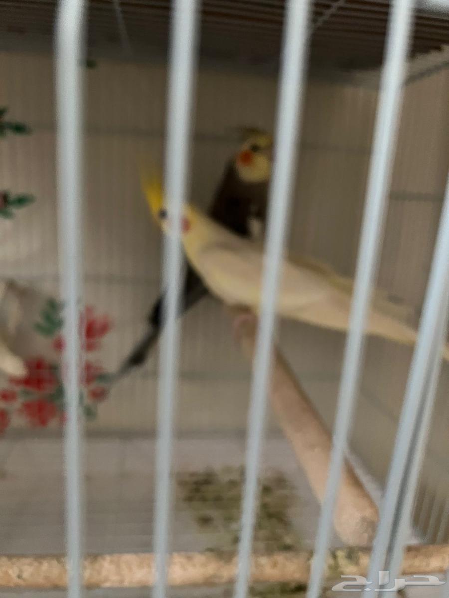 كروات للبيع64429076165377110