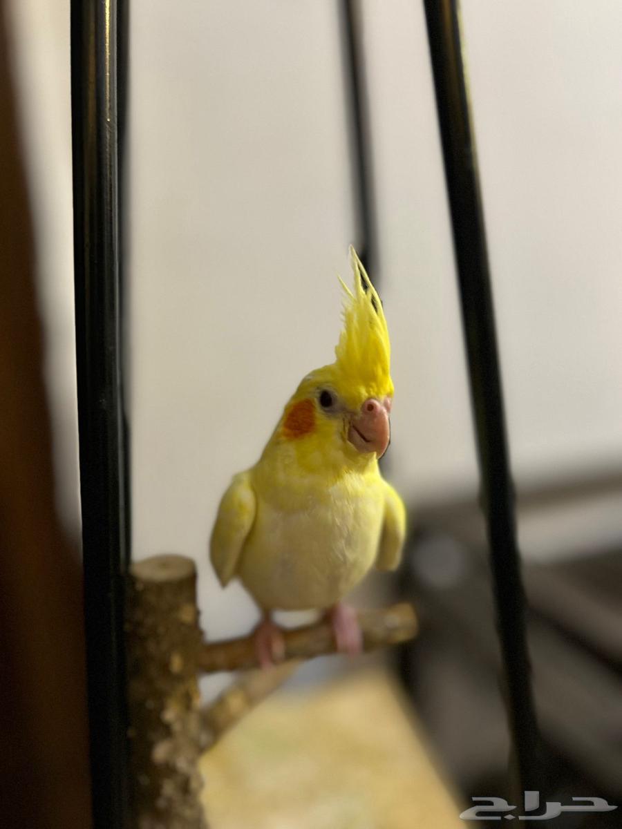 كروان لاتينو64427636827266113