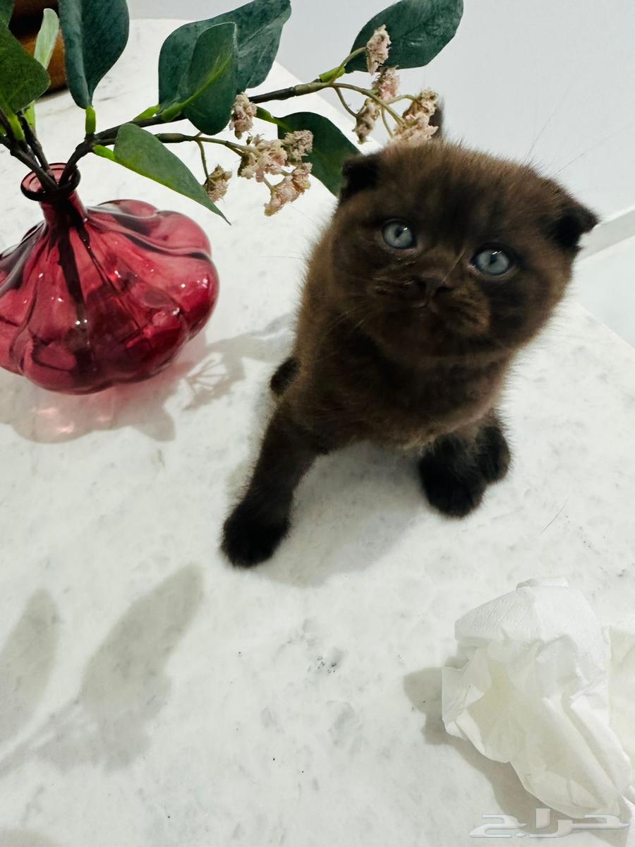 Scottish Fold Kitten for sale in Al-Khobar64428107075329111