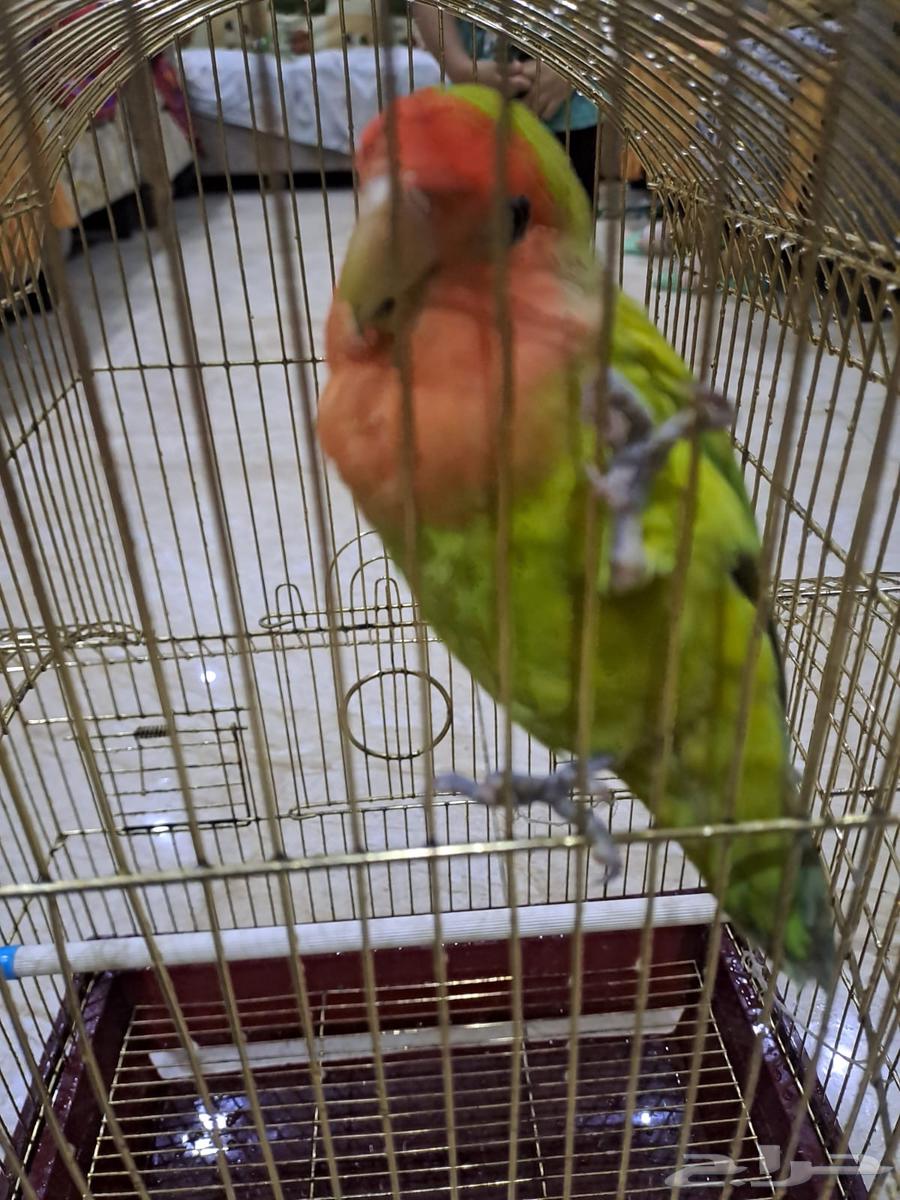 ببغاء روز للبيع64428603455106114