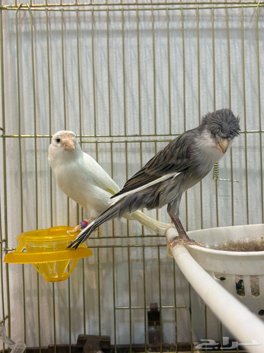 ازوج كناري انتاج تغريد64429613862787113