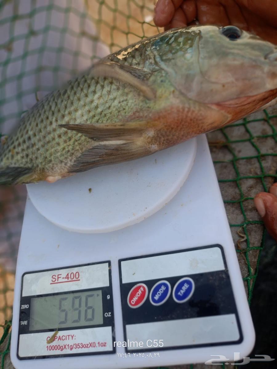 سمك  بلطي64428820332034113