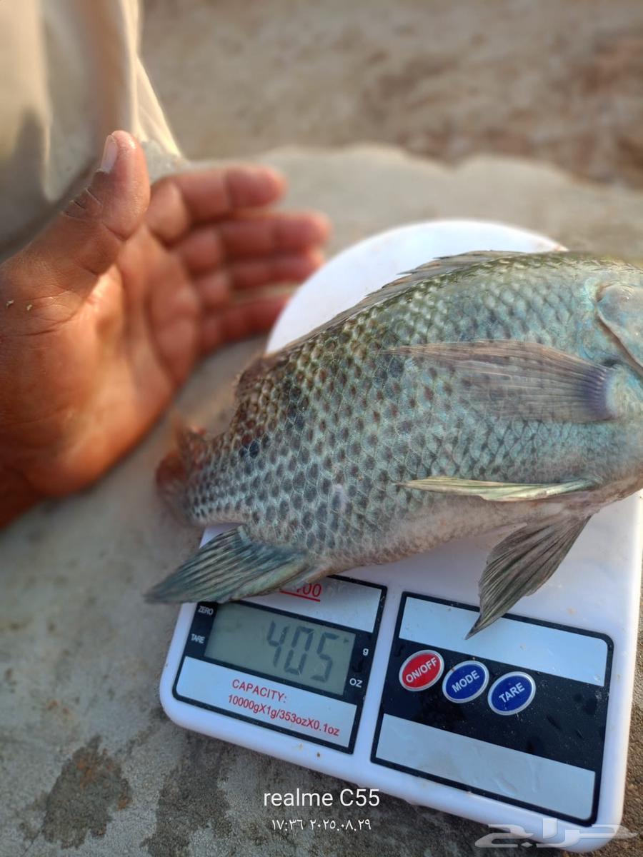 سمك  بلطي64428820332034112