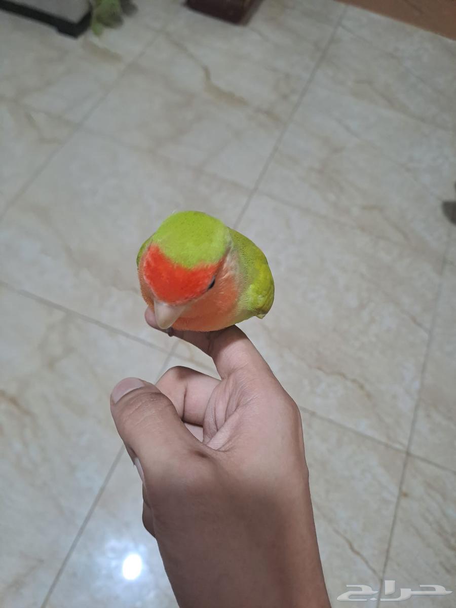 ببغاء روز للبيع64428603455106112
