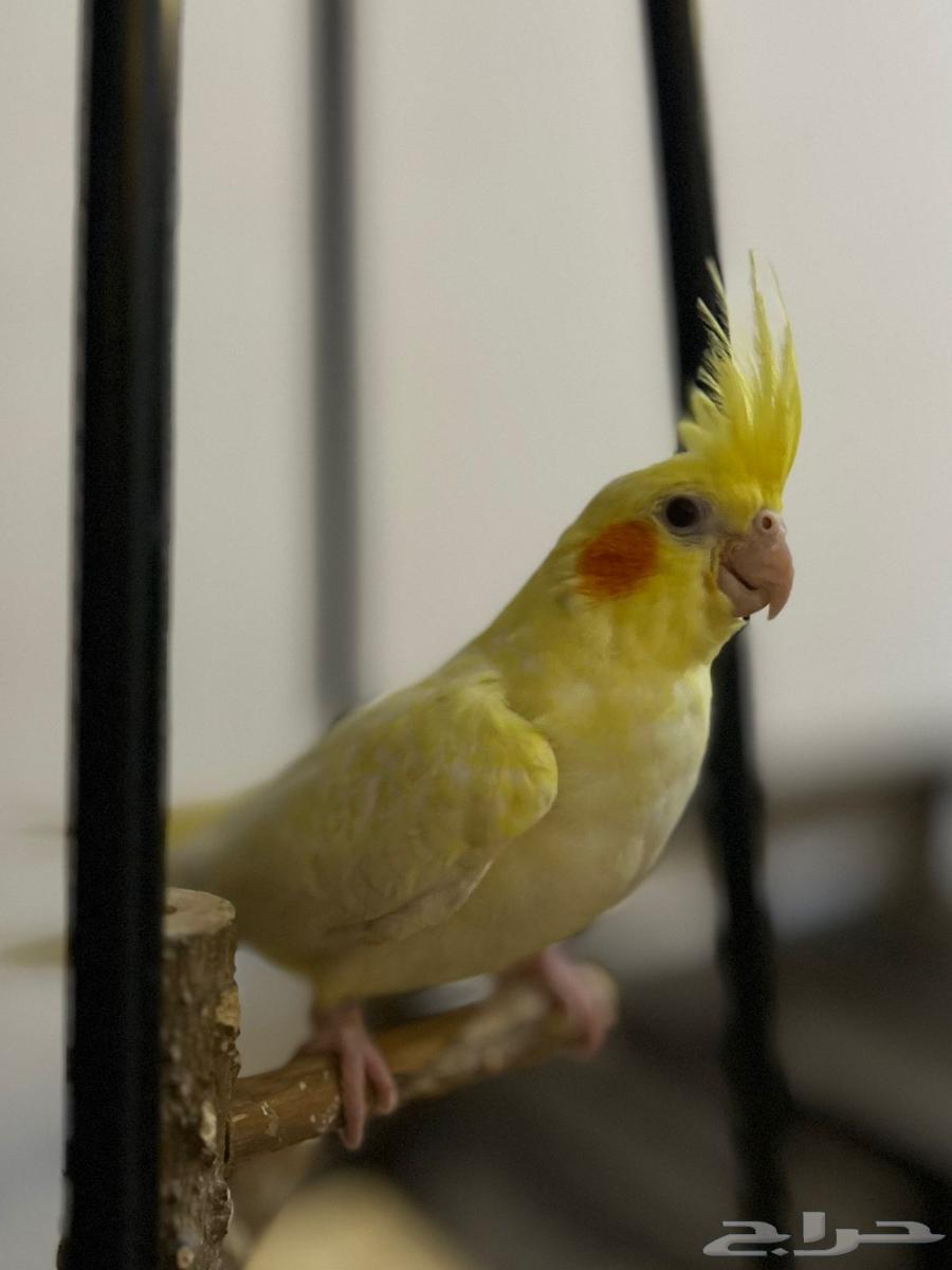 كروان لاتينو64427636827266110