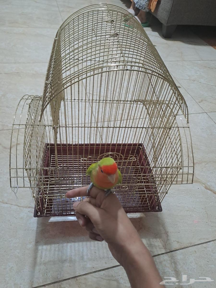 ببغاء روز للبيع64428603455106111