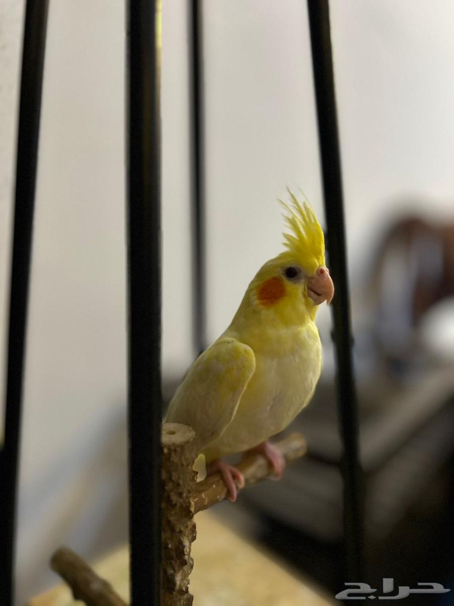 كروان لاتينو64427636827266112