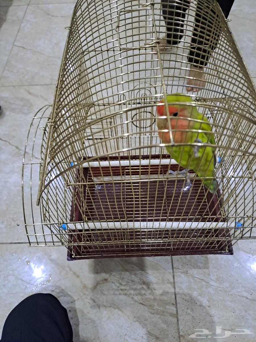 ببغاء روز للبيع64428603455106110