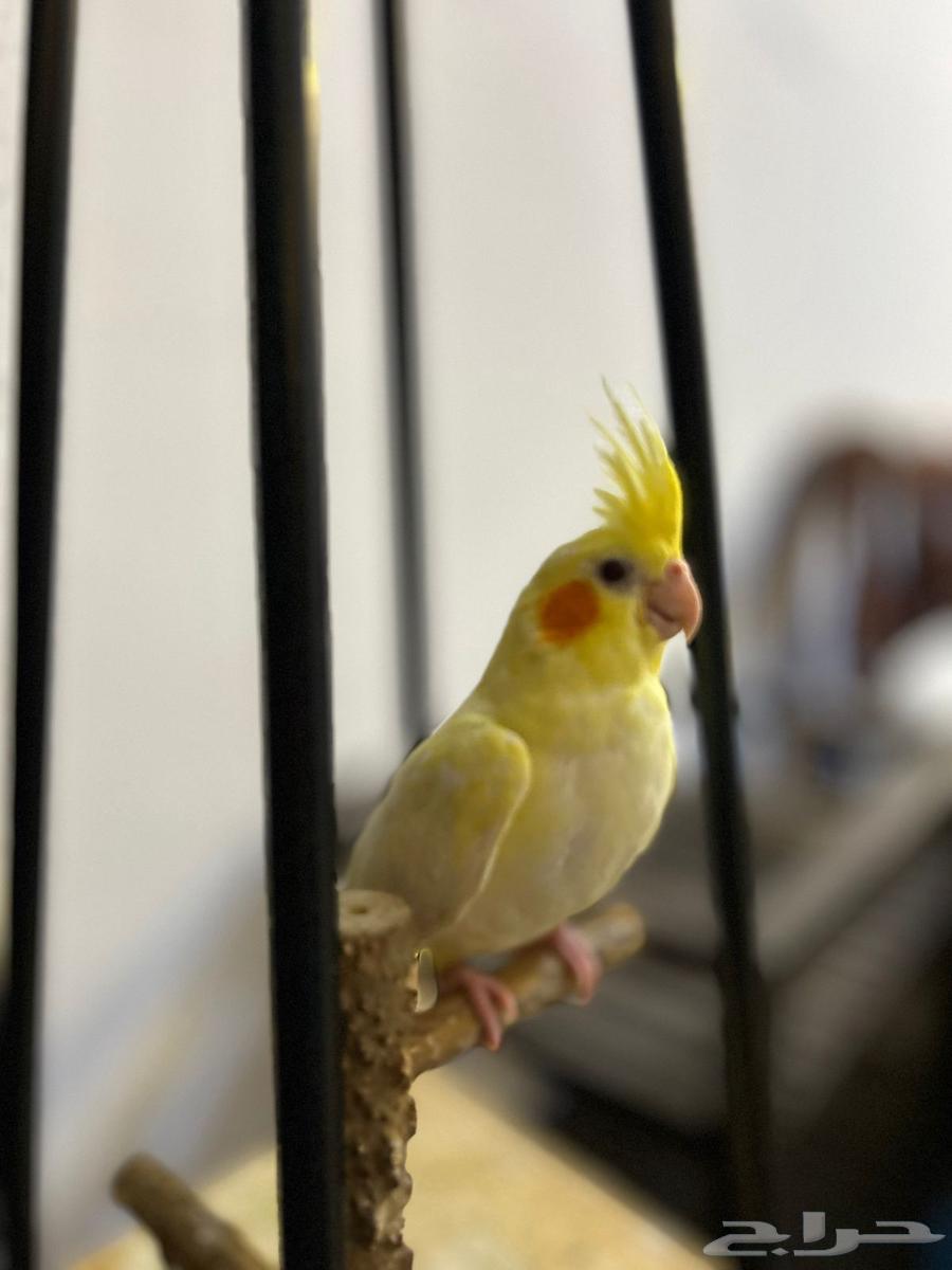 كروان لاتينو64427636827266111