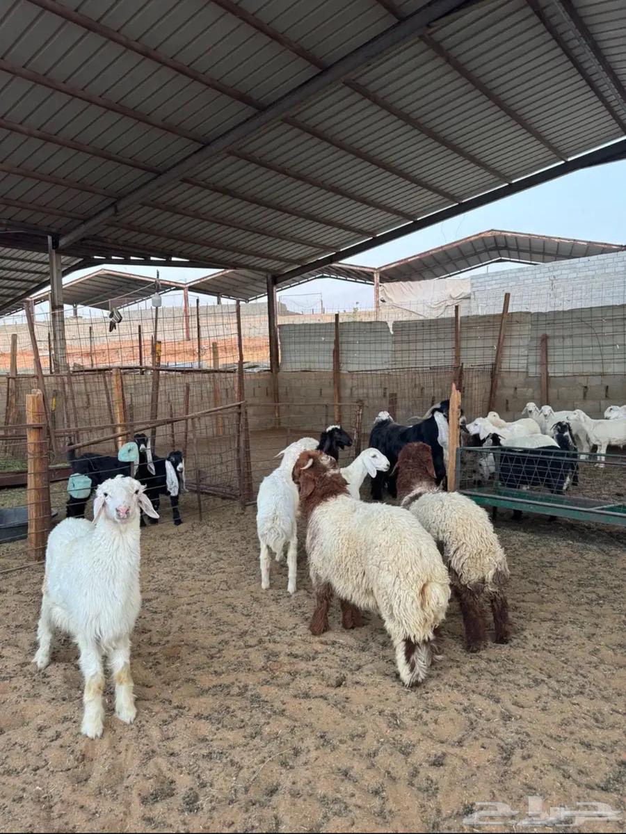 ذبائح للبيع64431129082369110