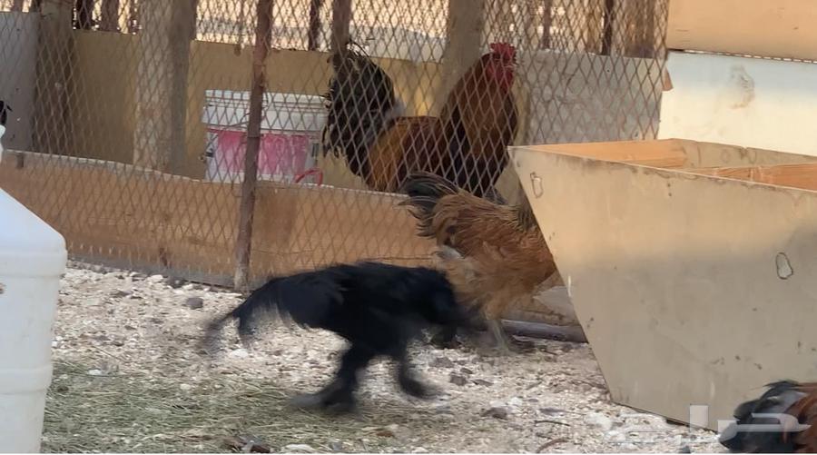 فراريج براهمه العمر 3 شهور64428671060611112