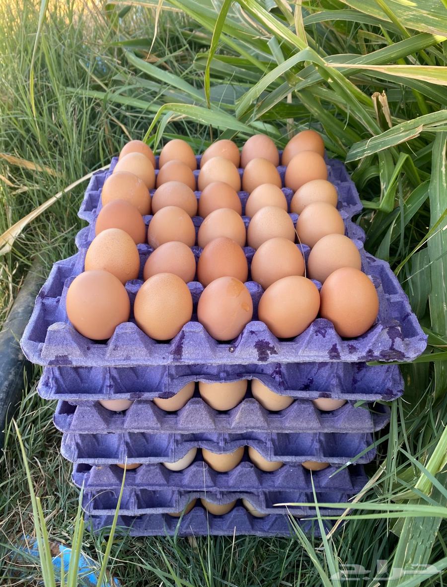 بيض مخصب دجاج لوهمان براون الماني مستورد دم صافي64427905512193114