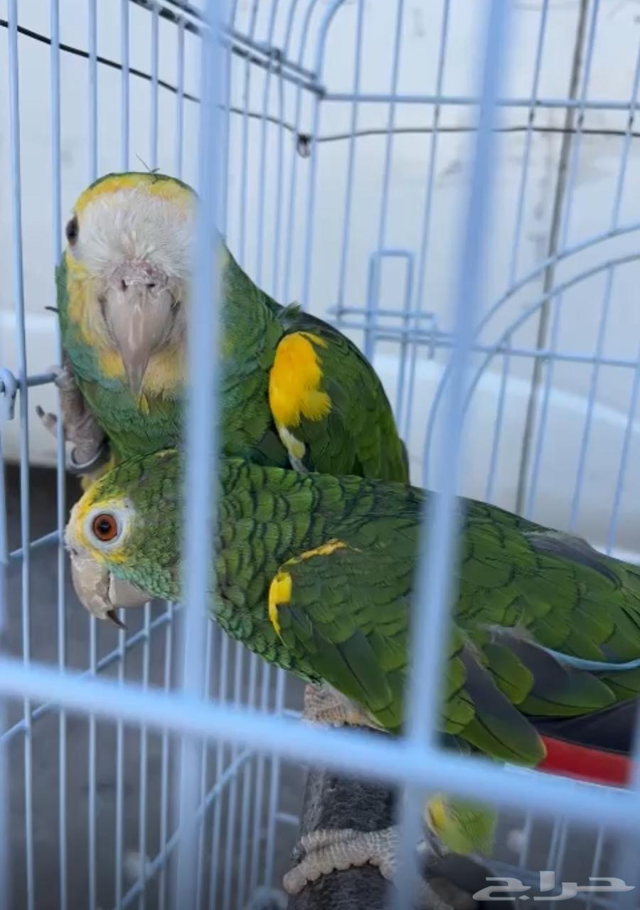 للبيع زوج يلو شولدر منتج64426321745666110