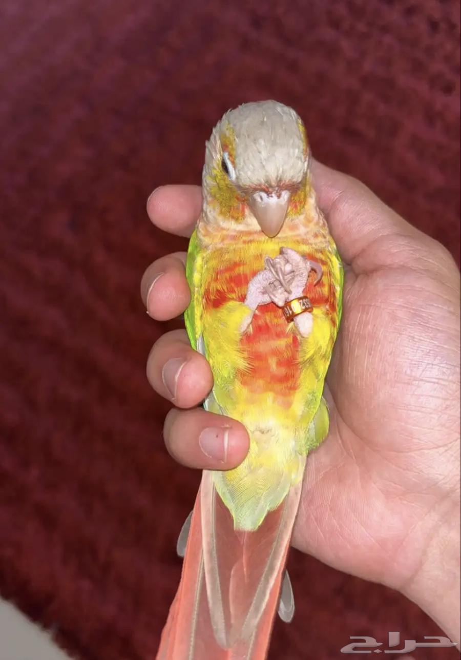 تم البيع64431534979202112