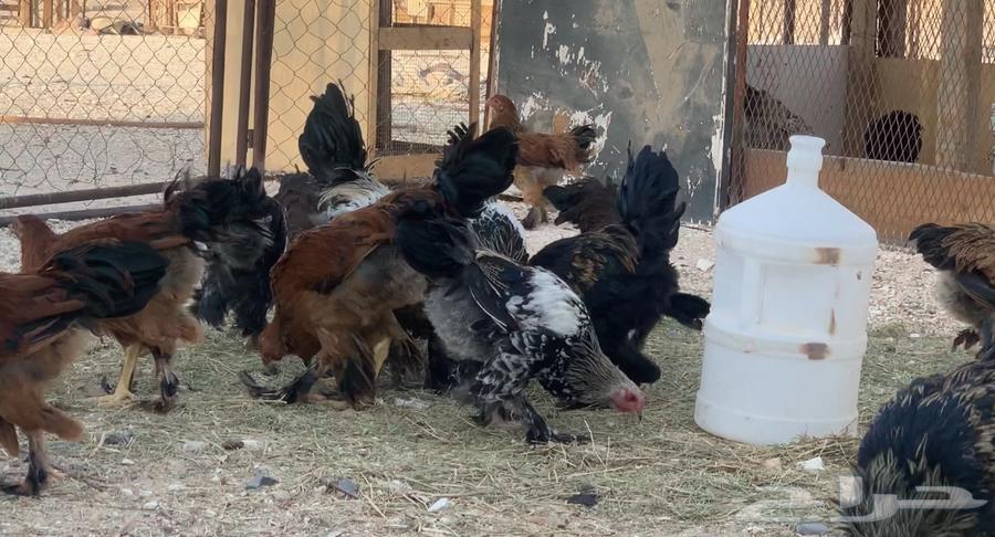 فراريج براهمه العمر 3 شهور64428671060611110