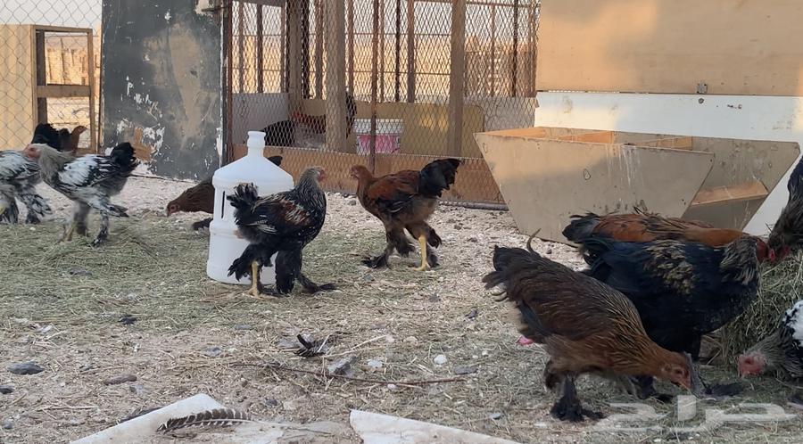 فراريج براهمه العمر 3 شهور64428671060611111