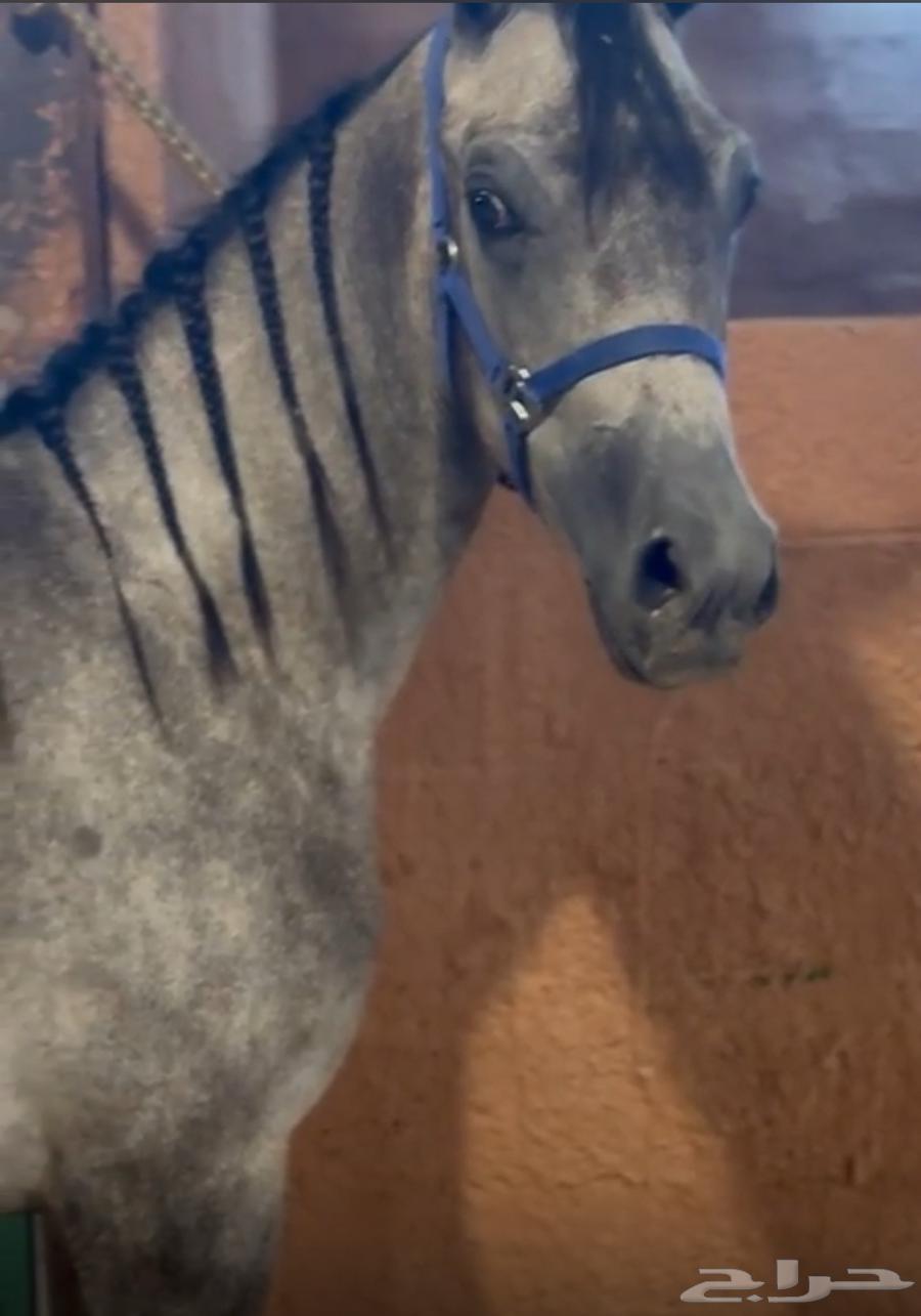 عرض واهو فرس64426685342209110