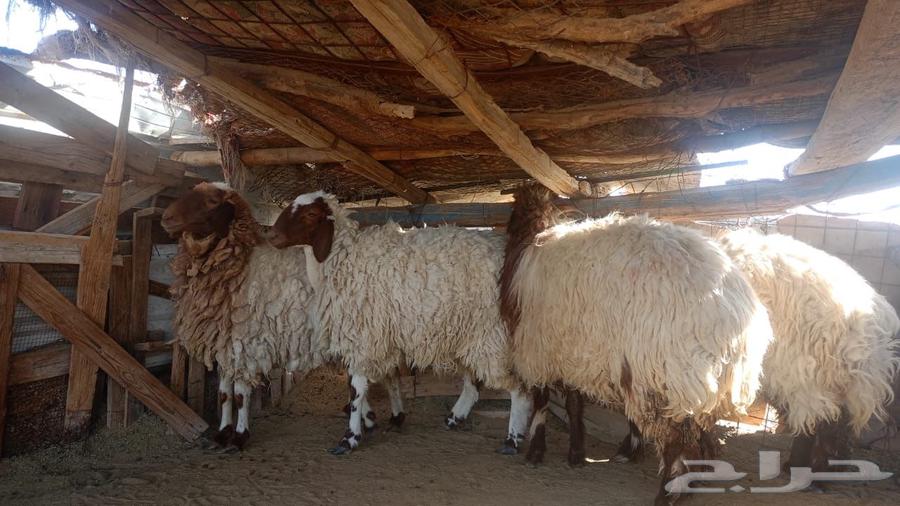 رخل للبيع نعيمي العدد أربعه64430017196162110