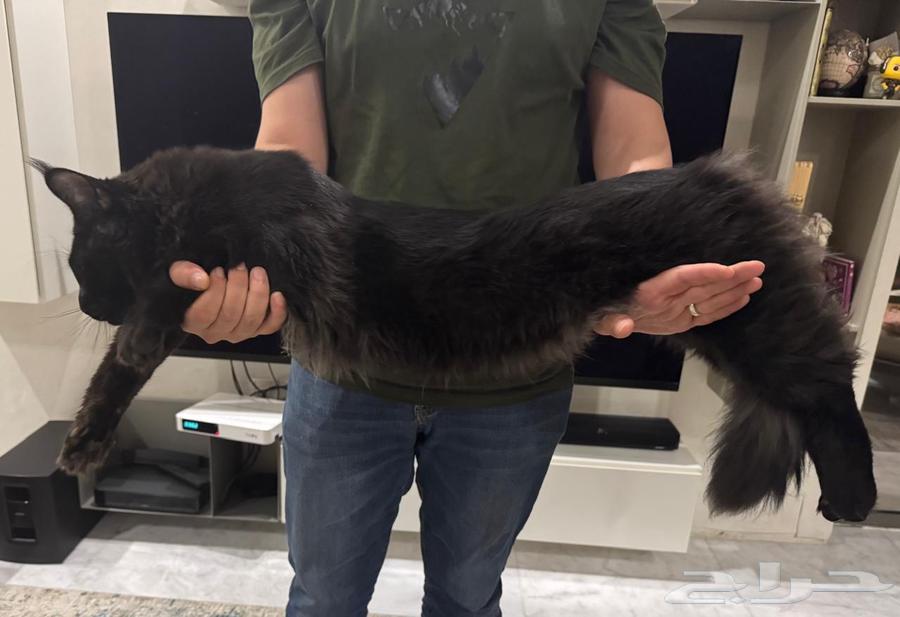 قطط ماين كون للبيع خصومات64433390840321111