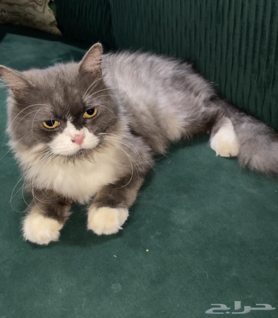 للبيع قطه و غير مطعم64426523726210110