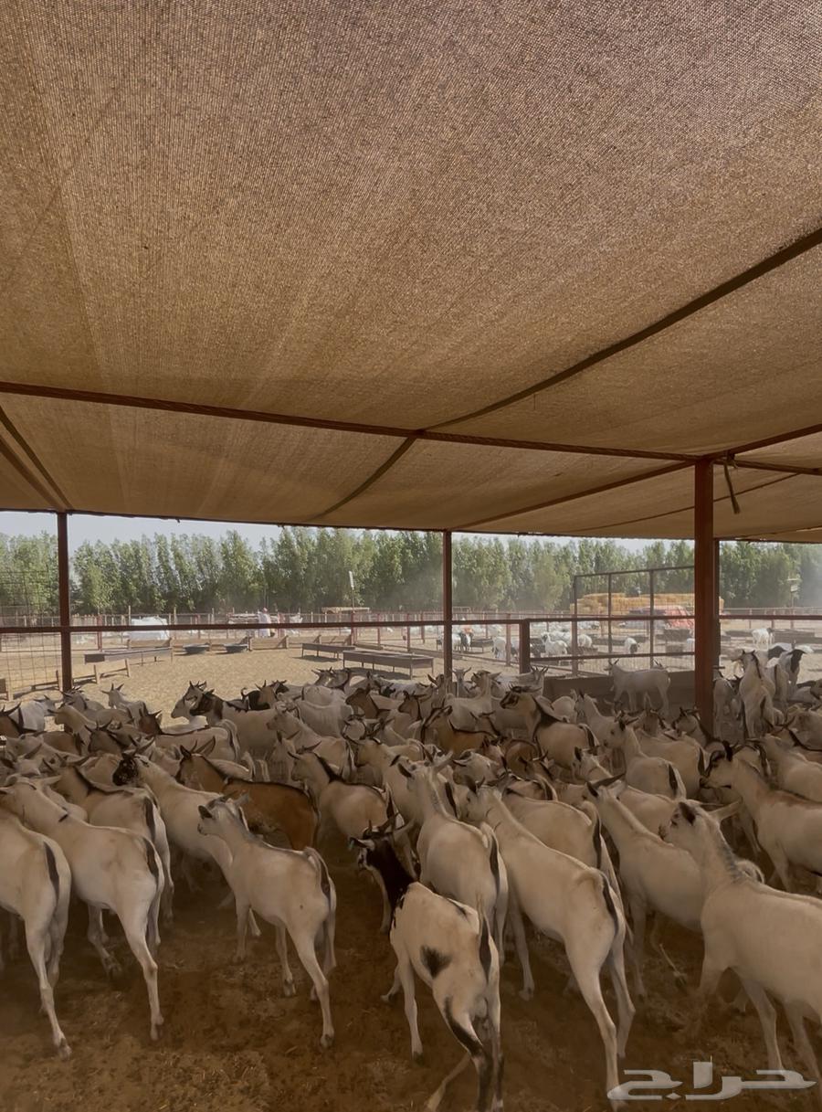 يا بلاش ذبيحتك ب 500 ريال فقط64426968761090112