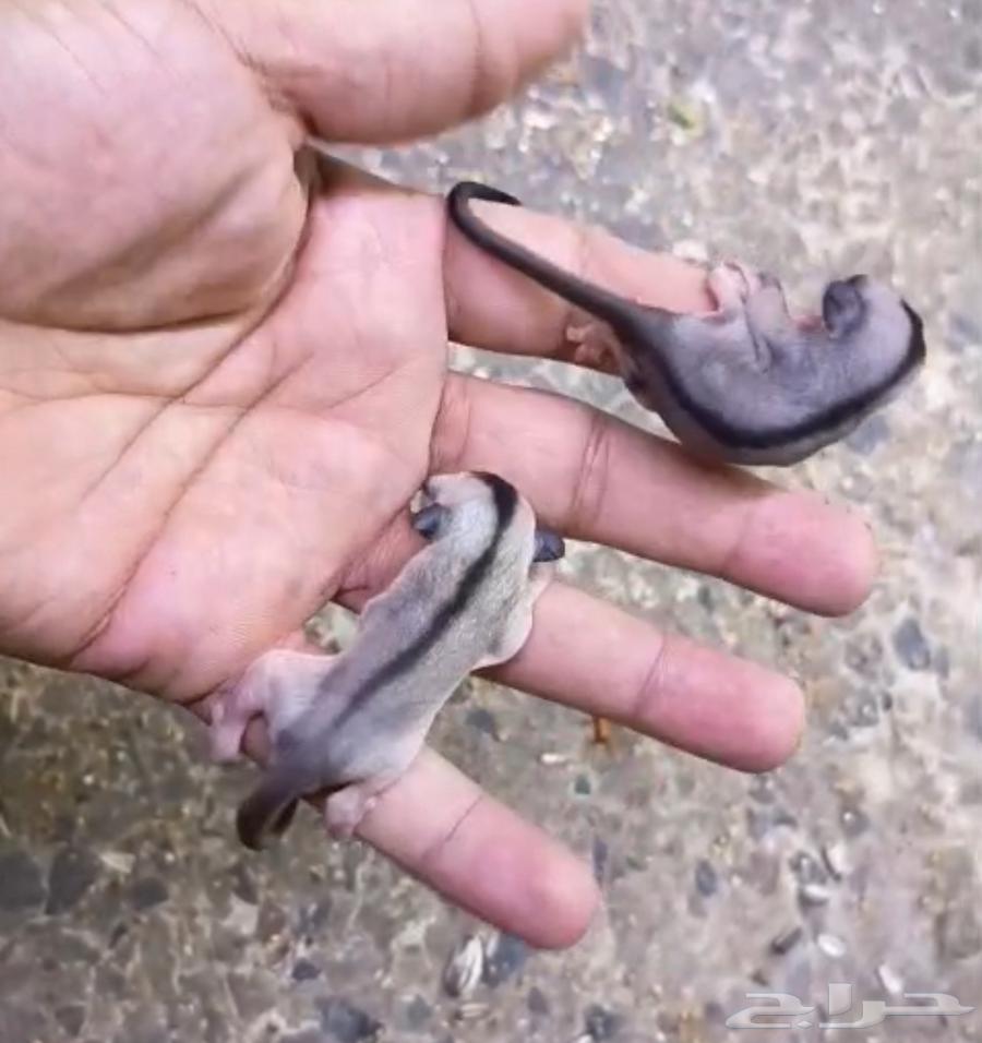 السنجاب الطائر .. كلاسيك 450 ريال64431156385281110