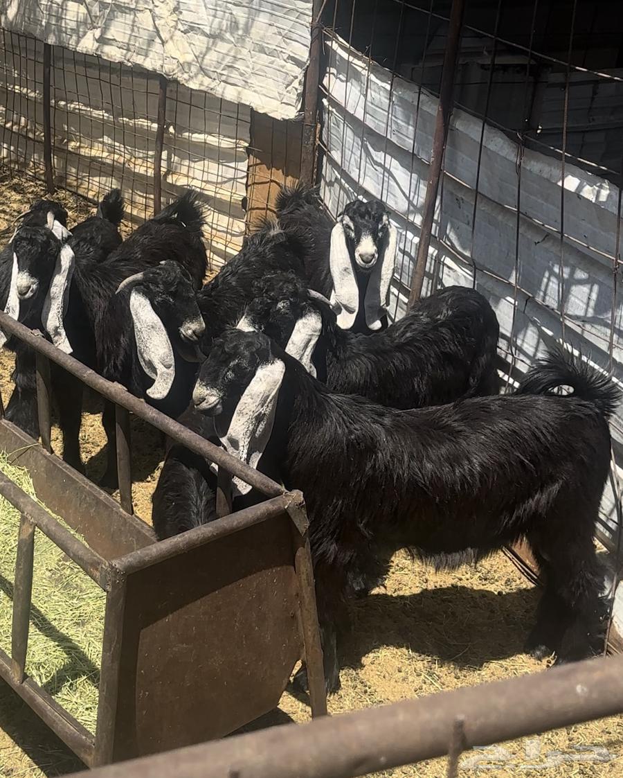 تيوس مندي عوارض (تم البيع)64428738812417110