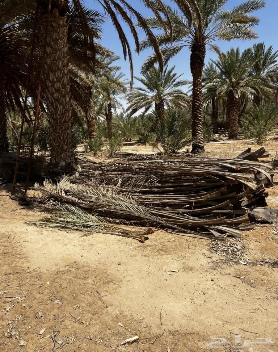 عسيف نخل .جريد نخل للبيع64428214912770110