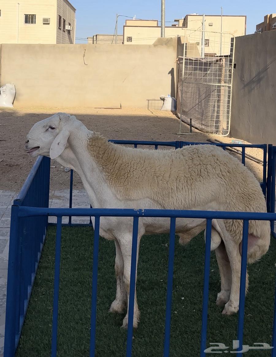 مشروع حري فاخر ( تم البيع )64427476155778110