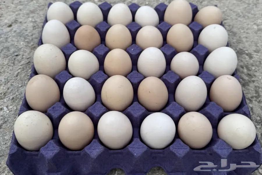 متوفر الان بيض براهما كولمبي فاخر64433175190915110