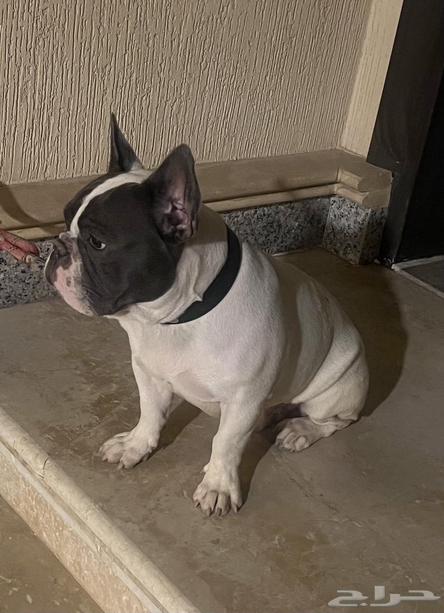 فرنش بول دوق64427049470338110