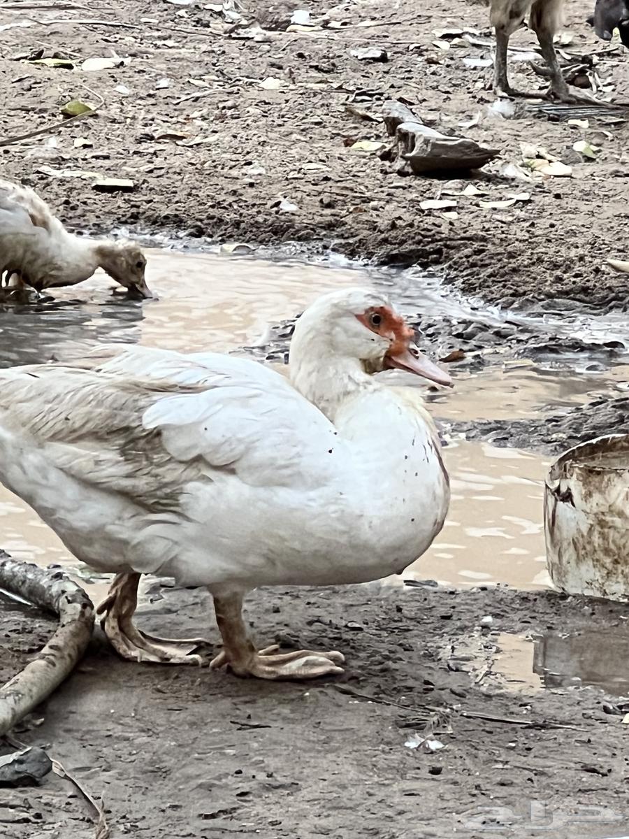 بط مصري للبيع64431882766594110