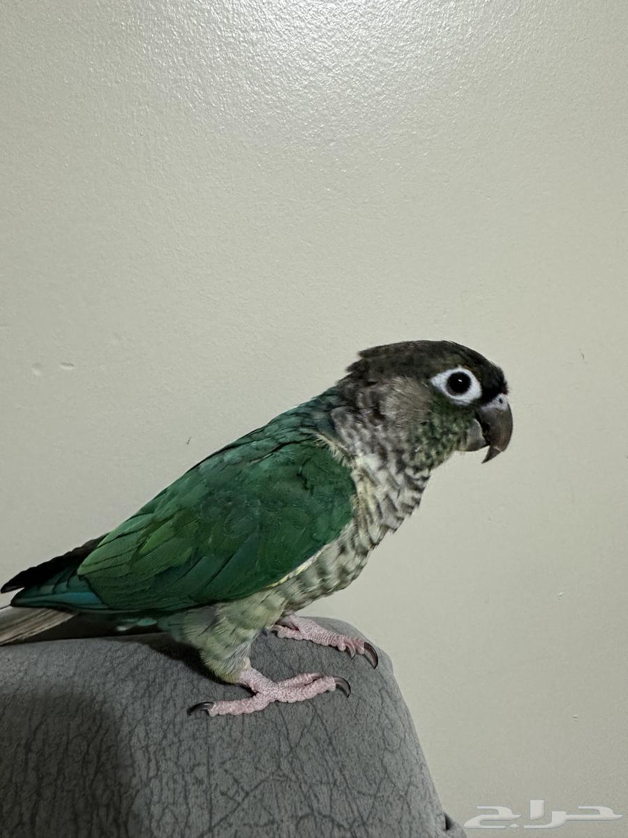 كنيور تركواز يلو سايد اليف وهدد64428255330434110